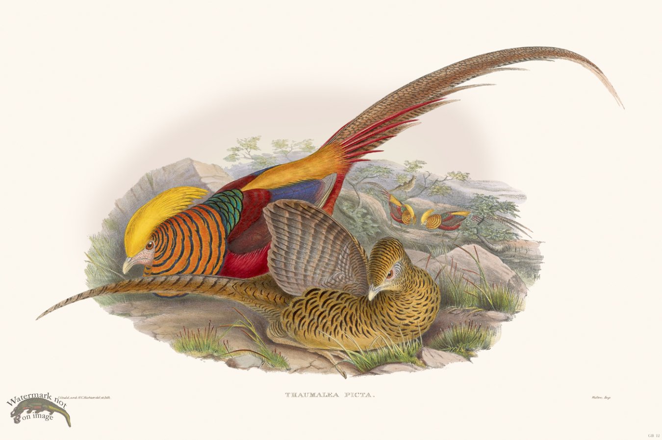 (image for) Gould Game Bird 012