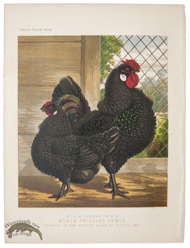 (image for) Black Frizzled Fowls