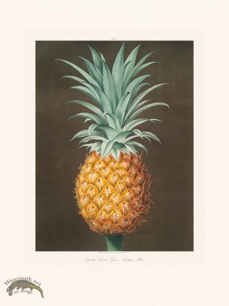 (image for) Brookshaw Fruit 02