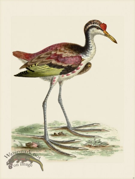 (image for) Edwards 048 Spur winged Water Hen