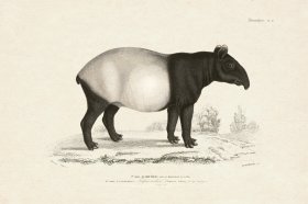 (image for) FNH 21 Malayan tapir