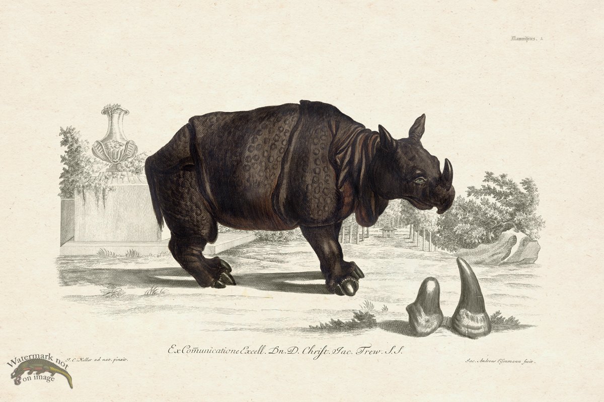 FNH 05 Rhinoceros