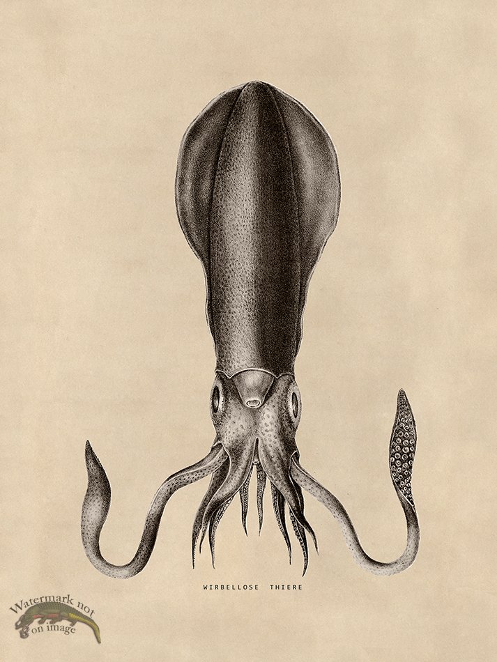 (image for) Octopus Tan 27