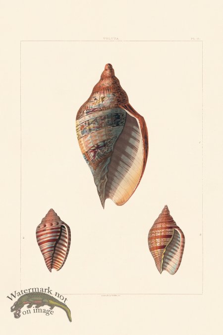 (image for) Perry Shell 18