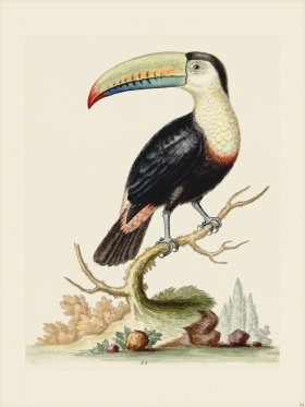 Edwards 064 Toucan