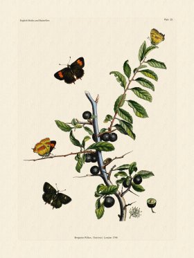 (image for) Wilkes Butterflies 025