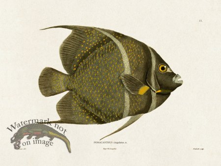 (image for) Werner Fish 011