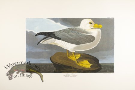 (image for) Fulmar Petrel