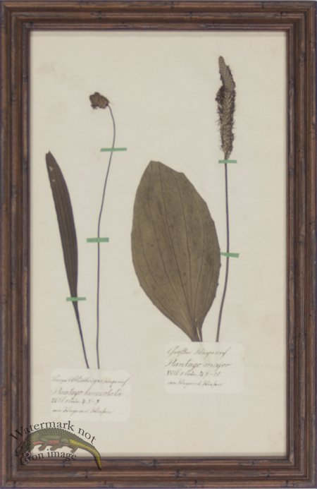 (image for) Herbarium BbF 04