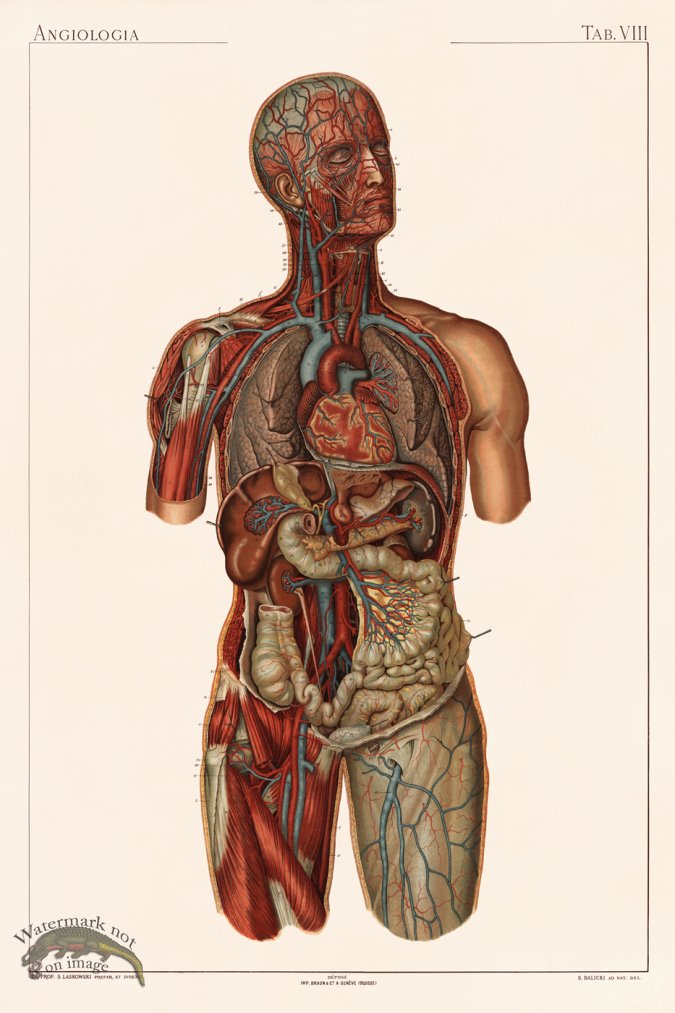 (image for) Laskowski Anatomy 08