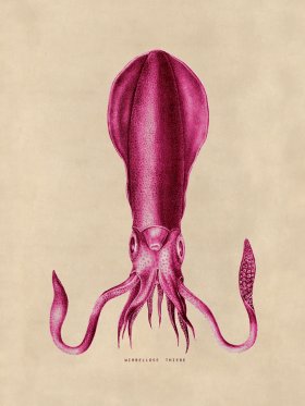 Octopus Pink 27