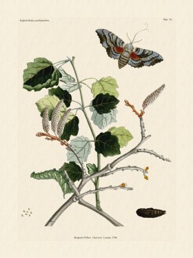 (image for) Wilkes Butterflies 035