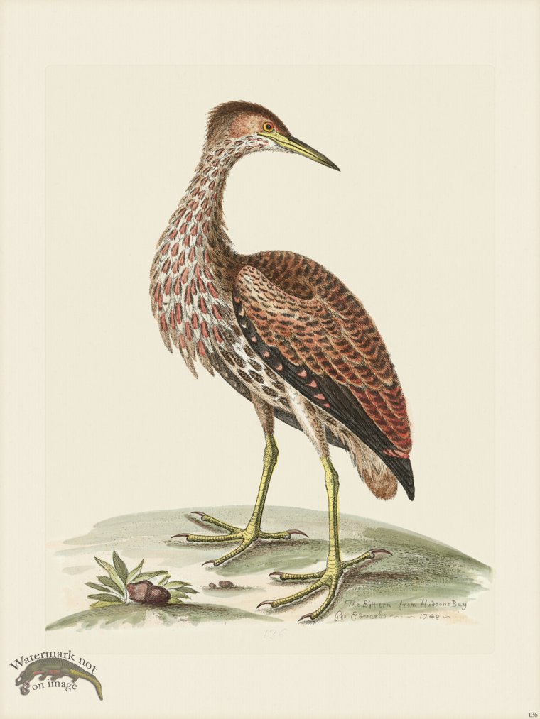 (image for) Edwards 136 Bittern