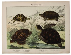 (image for) Sea Turtle Tortoise 