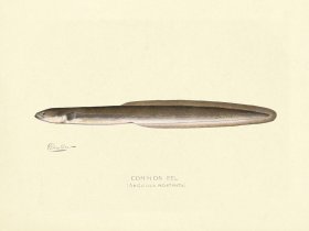 (image for) Common Eel