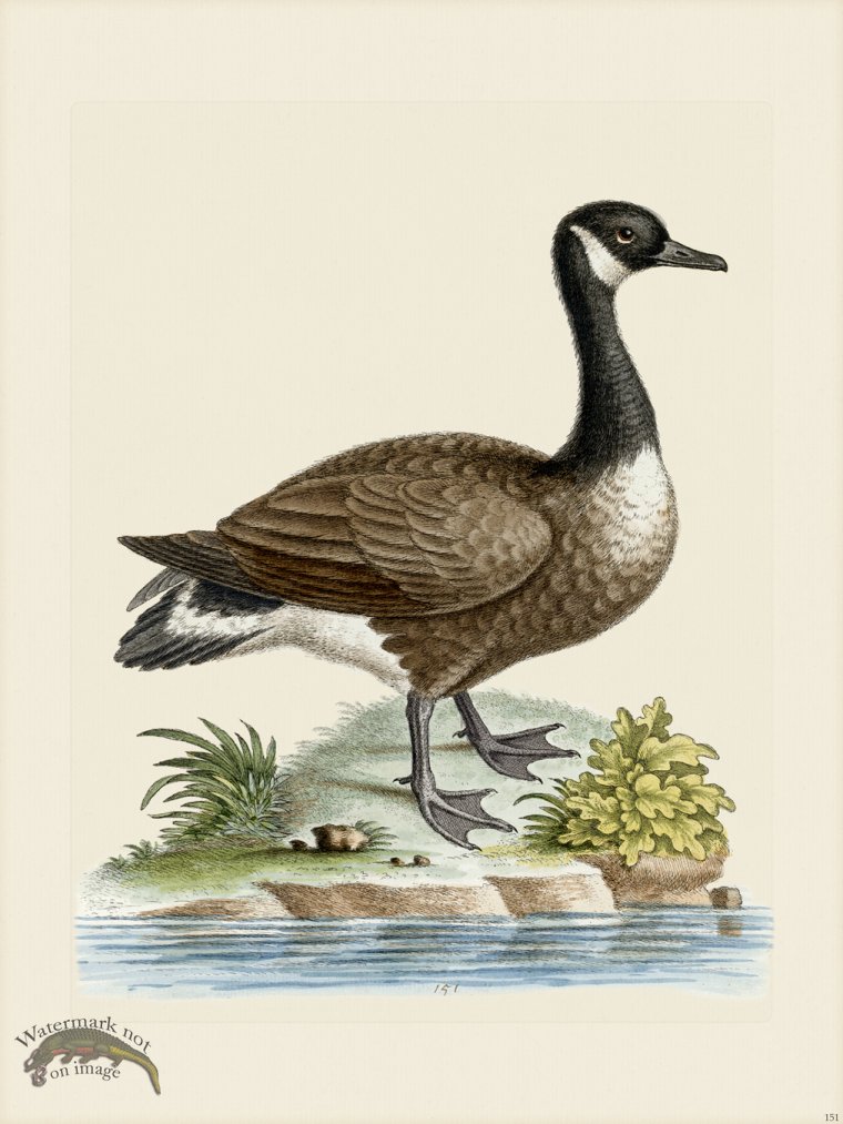 (image for) Edwards 151 Canada Goose