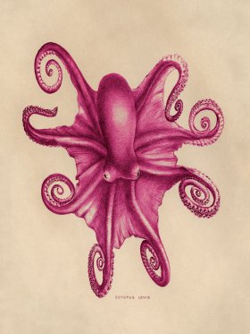 Octopus Pink 03