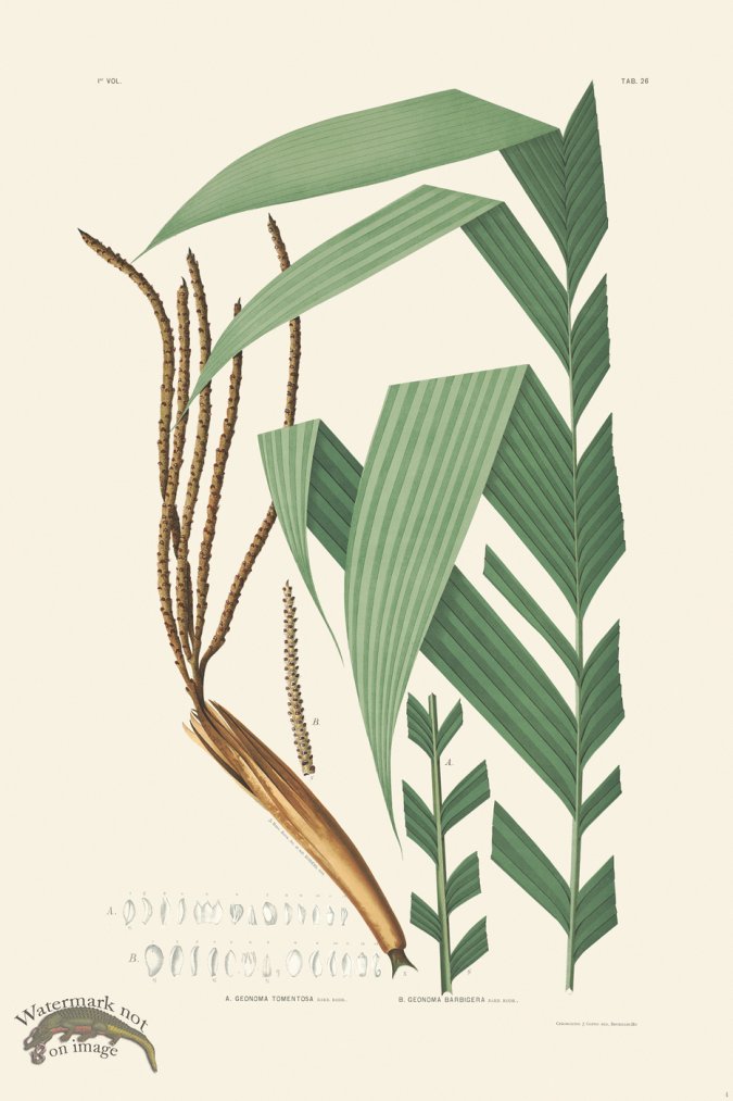 (image for) Rodrigues Palm Front 004