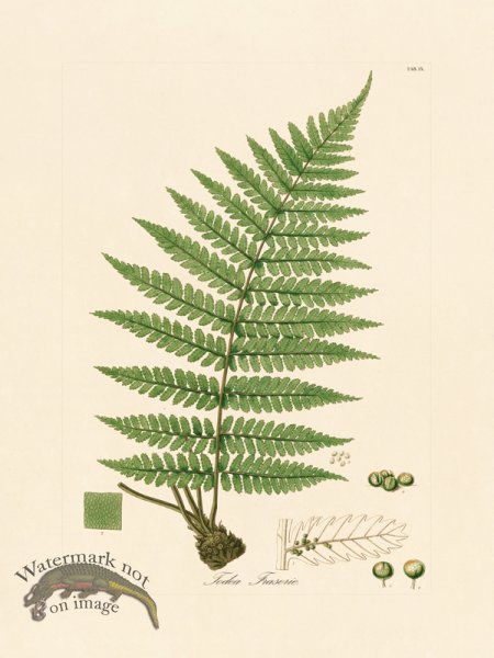 (image for) Hooker Fern 09