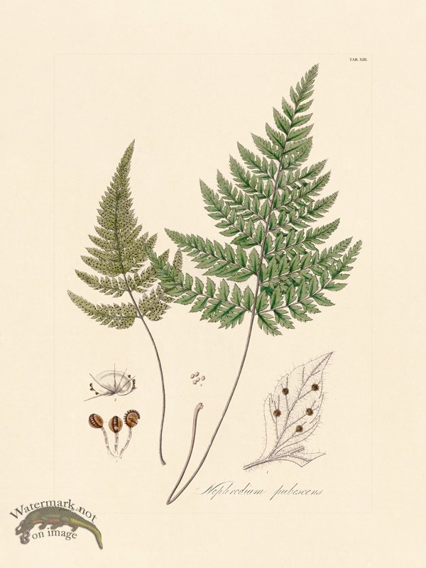 Hooker Fern 13