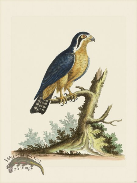 (image for) Edwards 108 Little Indian Hawk