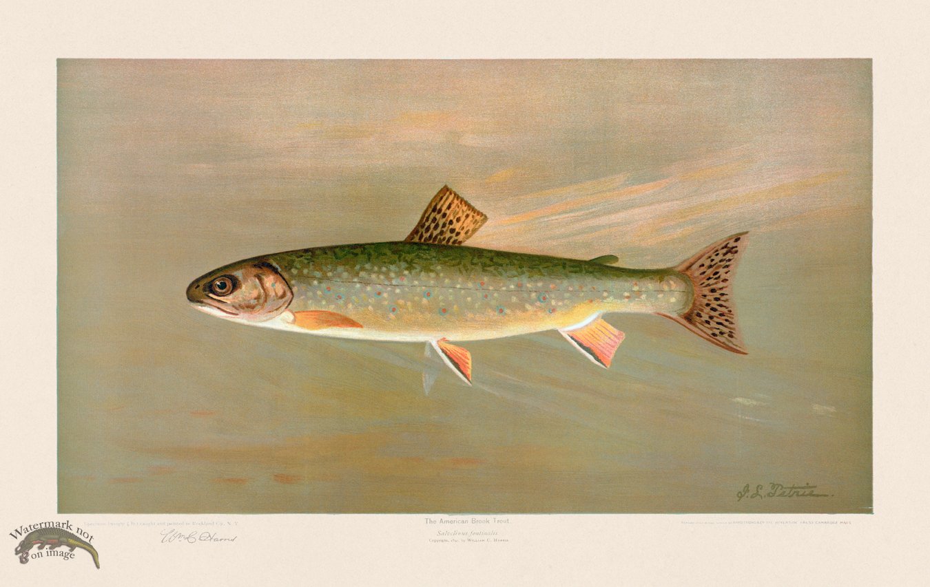 (image for) Brook Trout