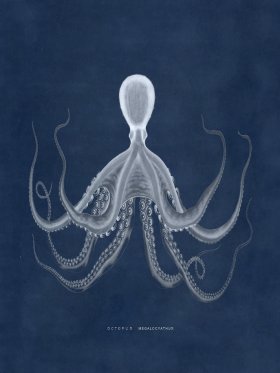 Octopus Blue 19