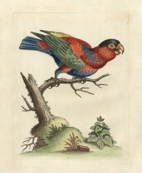 (image for) Edwards Parrot 23.jpg