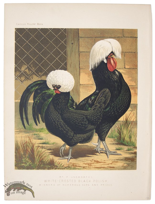 (image for) White Crested Black Polish