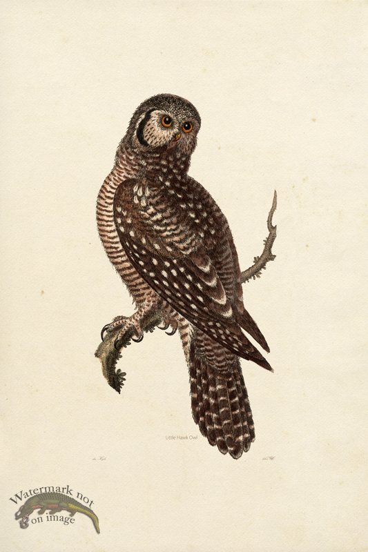 (image for) KO 17 Little Hawk Owl