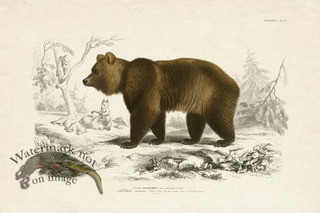 (image for) FNH 20 Brown Bear Grizzly