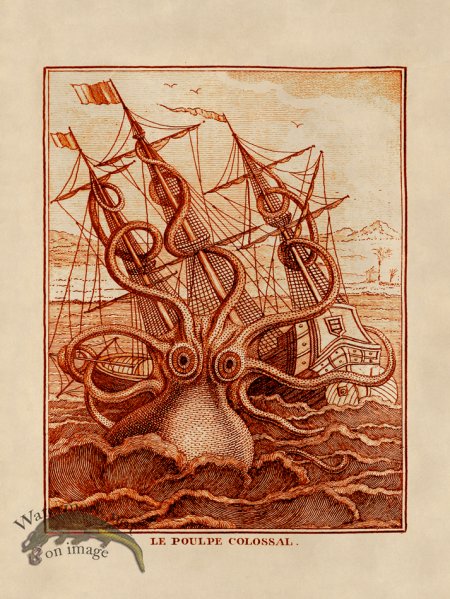 (image for) Octopus Orange 30