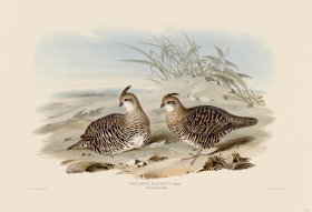 14 Fasciated partridge