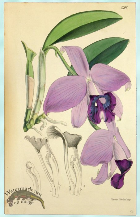 Curtis Orchids 10