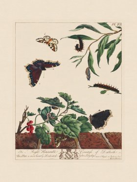 Moses Harris Insects 12