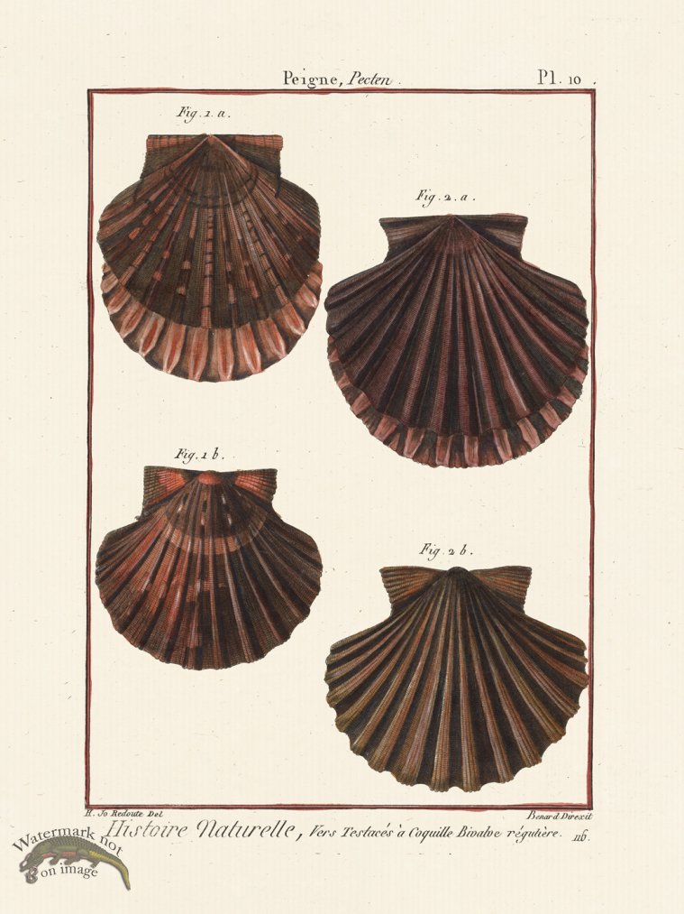 (image for) Diderot Shell 10