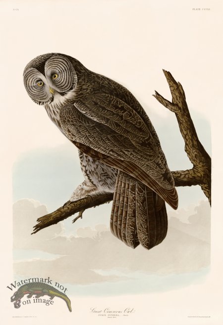 (image for) 351 GreatCinereous Owl