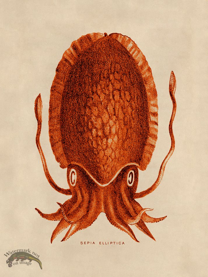 (image for) Octopus Orange 12