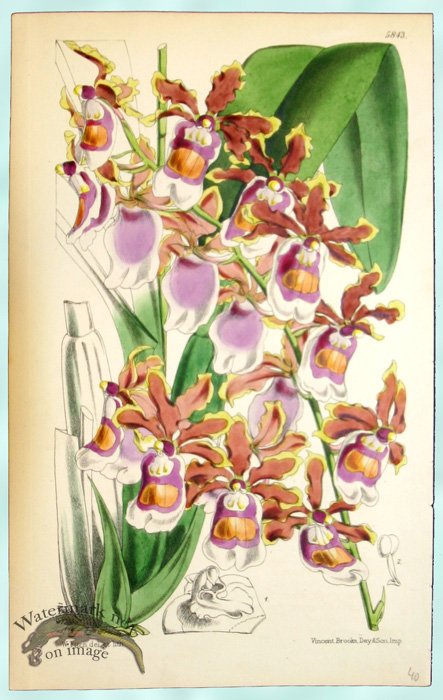 (image for) Curtis Orchids 05