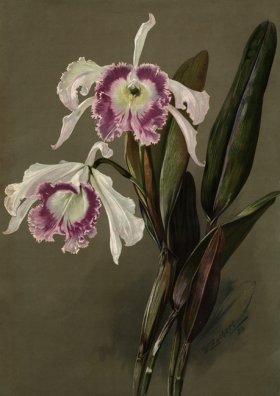 orchid 03