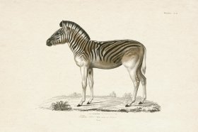 (image for) FNH 14 Mountain Zebra