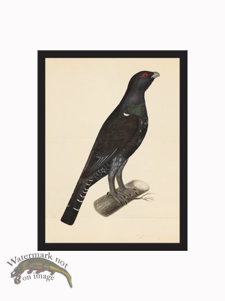 (image for) Rudbeck CFA_BF 07 CAPERCAILLIE