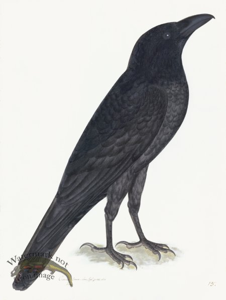 (image for) Rudbeck 015 Raven 18x24