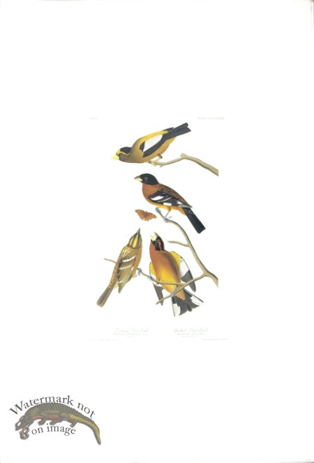 (image for) Evening Grosbeak