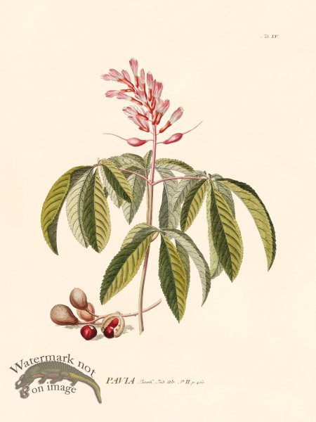 (image for) Trew Botanical 15