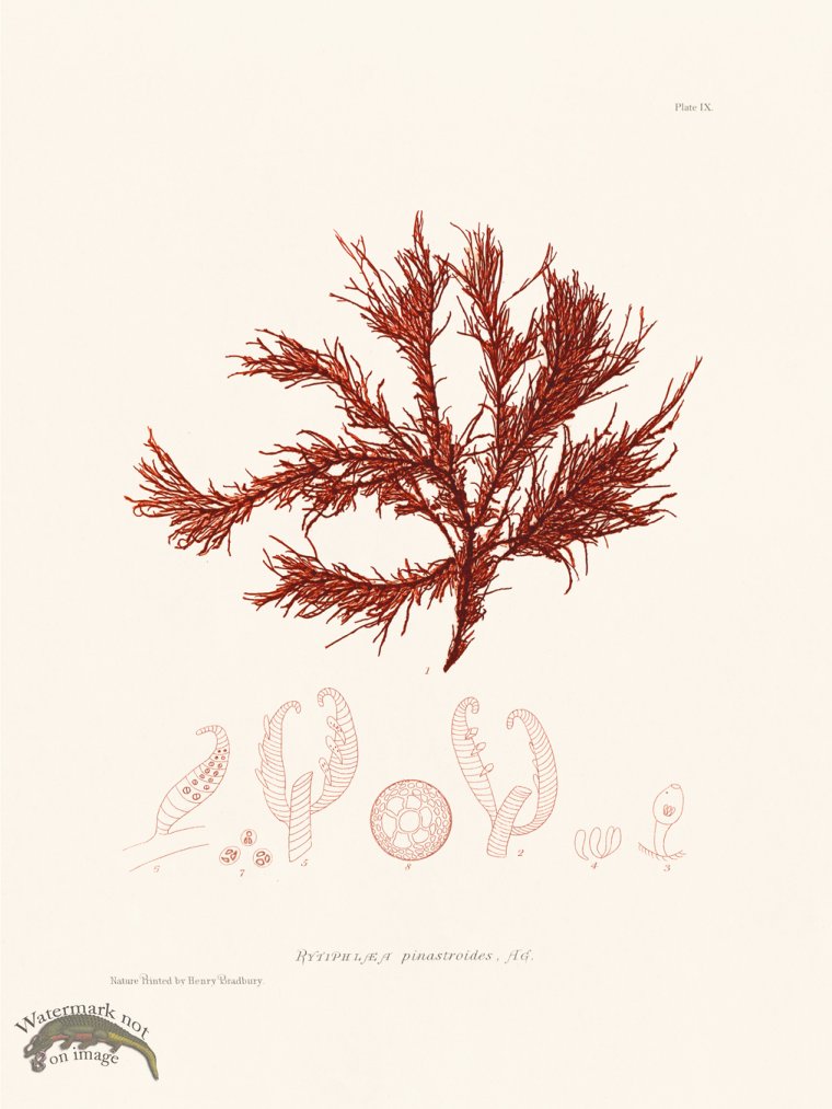 (image for) Bradbury Seaweed 009