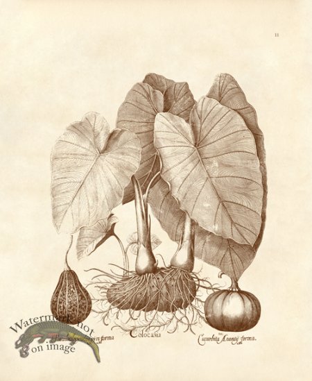 (image for) Besler 11 Colocasia