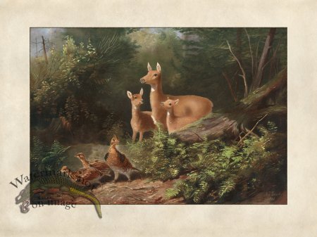 (image for) Doe With Two Fawns