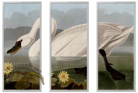 (image for) Audubon Swan Triptych SF