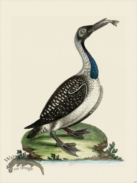 (image for) Edwards 146 Loon